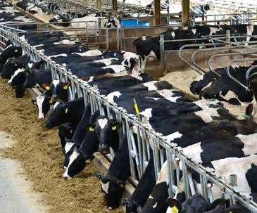 Dairy Farm 
