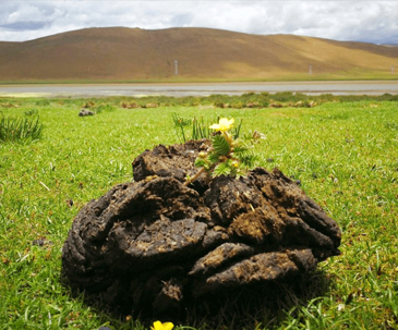 Cow Dung